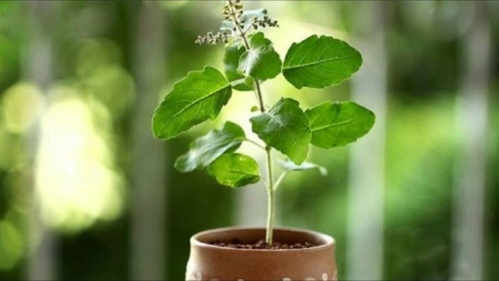 Benefits of Tulsi plant