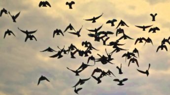 Must Read: Pigeons, Humans and Religion 1