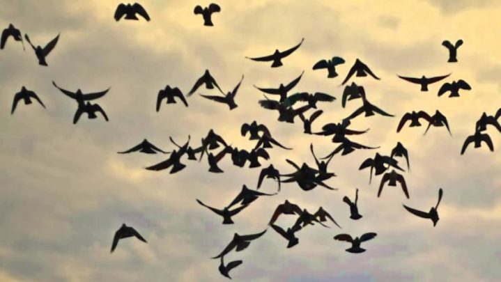 Must Read: Pigeons, Humans and Religion