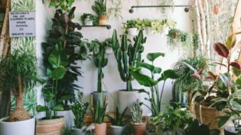 Best Ways To Use Potted Plants During Your Wedding