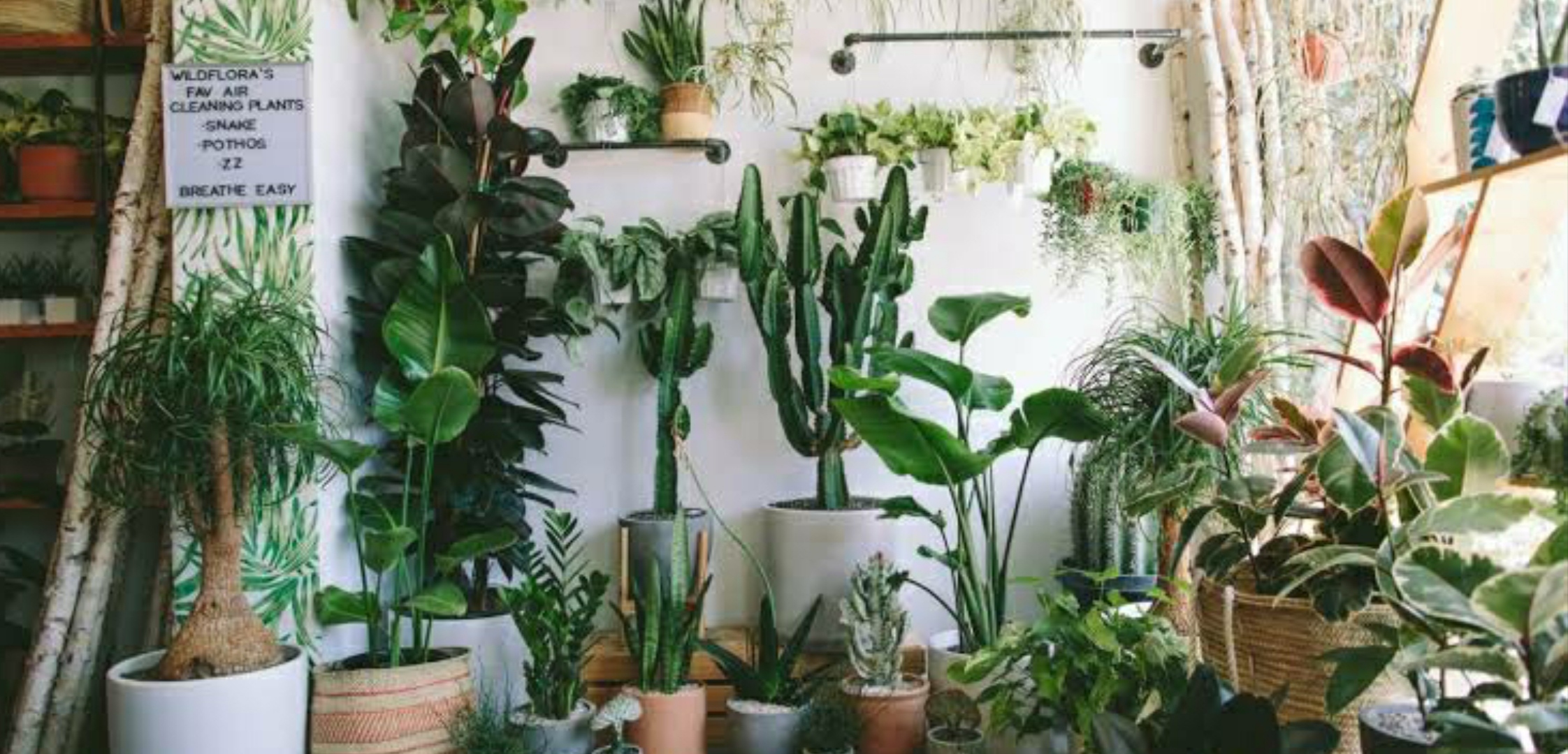 8 medicinal plants you can keep at your home
