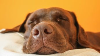 Better the sleep schedule, better the health