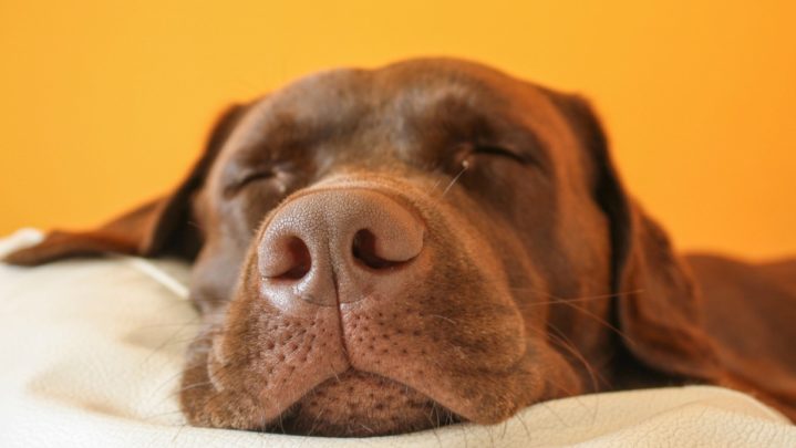 Better the sleep schedule, better the health