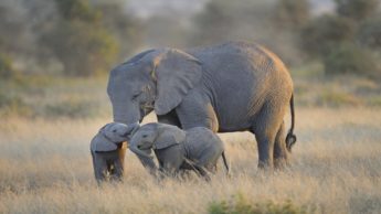 Inspiration from Elephants: An animal with profound maternal instinct