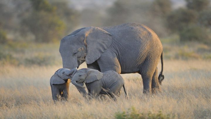 Inspiration from Elephants: An animal with profound maternal instinct