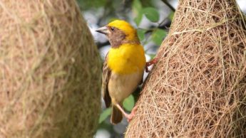 The Baya Weaver: Nature's best architect