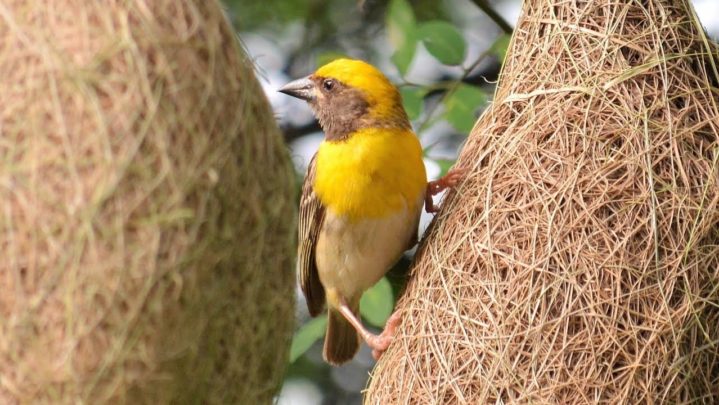 The Baya Weaver: Nature’s best architect