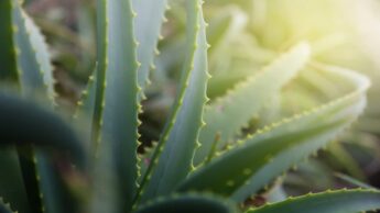 Aloe Vera Gel Is Your One Stop Solution To All Skin & Hair Woes: Take A Look At Aloe Vera Benefits For Skin