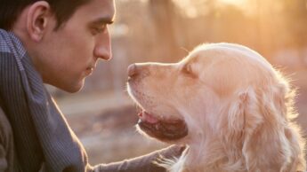 How strong is a bond between dogs and humans