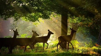 Why protecting nature and animals is our duty as humans