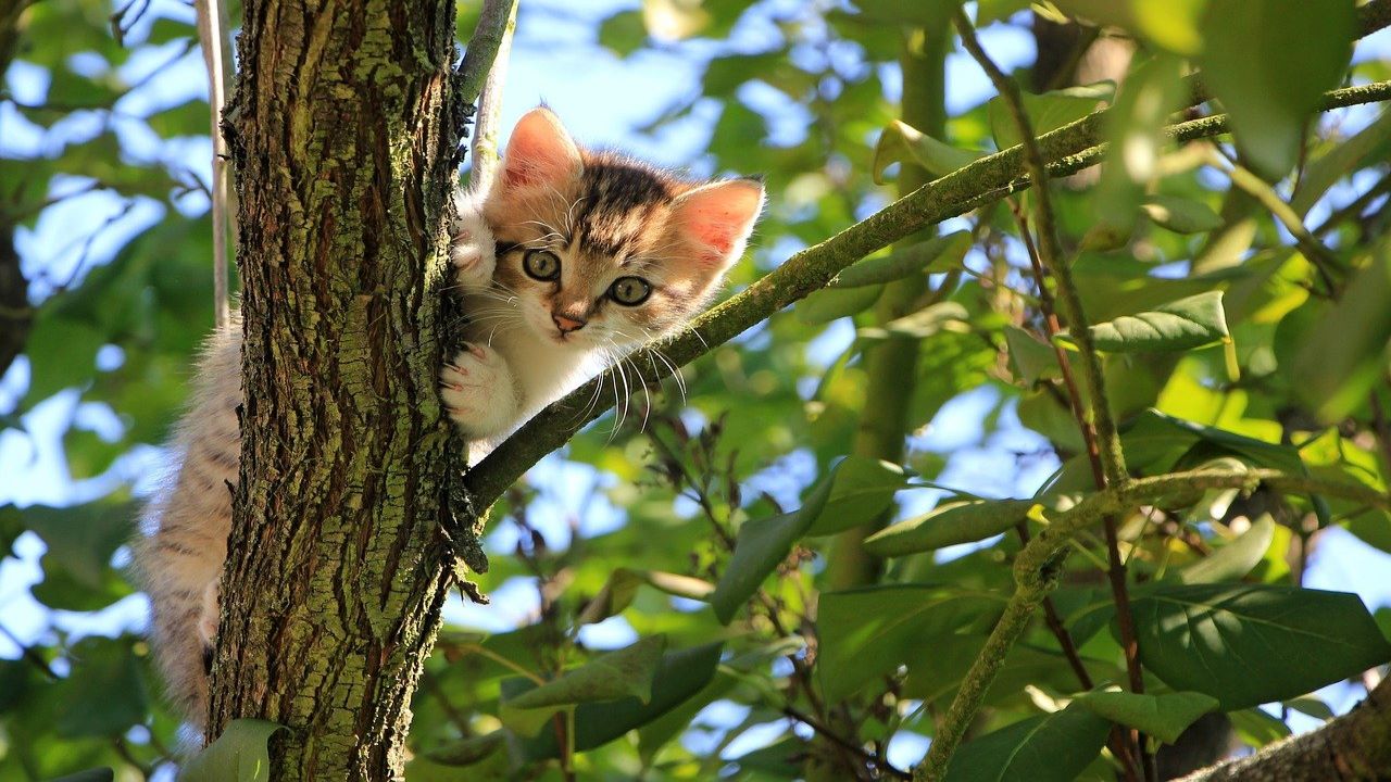 5 Things Cats Are Scared Of: Know Why