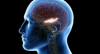 Did You Know: A Small Part Of The Brain, Called Hippocampus, Is Responsible For Happiness & Good Memories