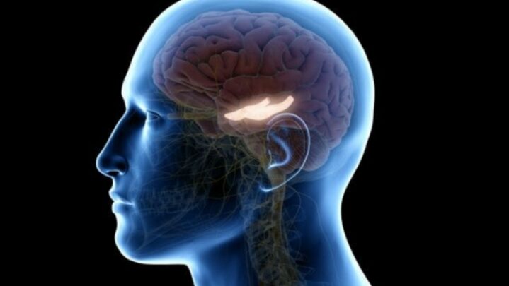 Did You Know: A Small Part Of The Brain, Called Hippocampus, Is Responsible For Happiness & Good Memories