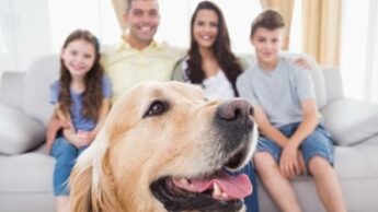 What is the importance of pets in a family 