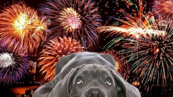 5 Ways To Comfort Your Dog During Fireworks