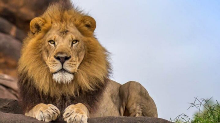 Inspiration Everywhere: If The Lion Is Not The Biggest Or The Fastest Why Did He Become The King Of The Jungle?