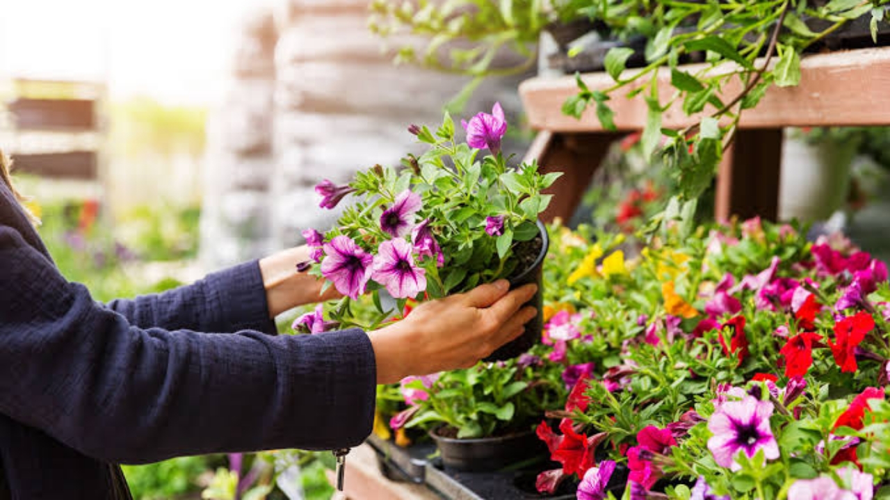 Tips to prepare a beautiful window garden