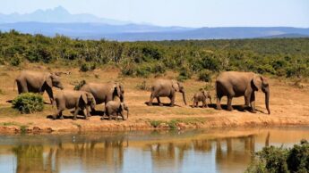 Top 5 Best Jungle Safaris In Africa One Should Try Before They Die