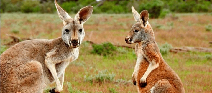 5 Reasons Why Australia Is A Must Visit 3