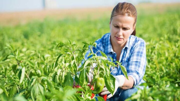 7 Careers In Agriculture You Can Explore