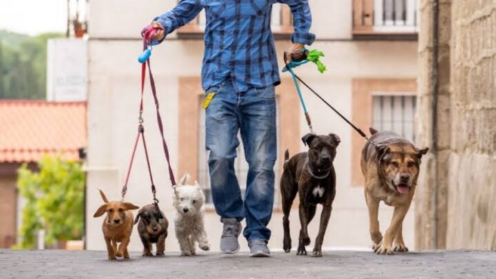 9 Jobs That Include Working With Dogs