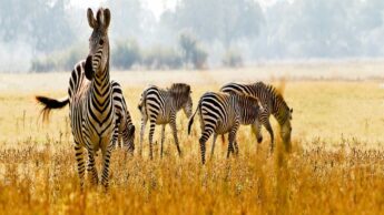 9 Most Interesting National Parks Of Africa