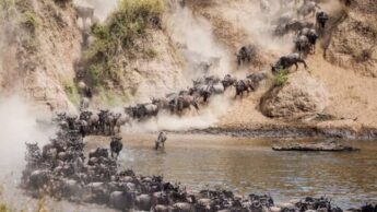 All You Need To Know About The Great Mara River Crossing