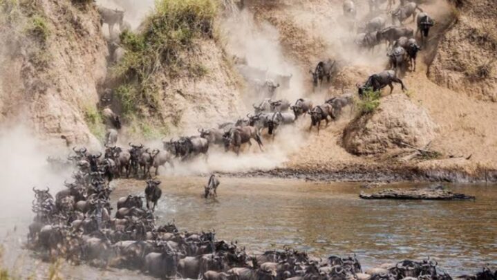 All You Need To Know About The Great Mara River Crossing