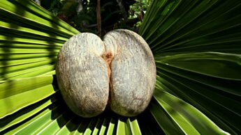 Coco De Mer: Have A Look At Seychelles’ Forbidden Fruit