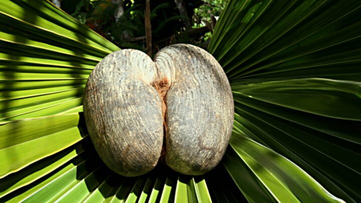 Coco De Mer: Have A Look At Seychelles’ Forbidden Fruit