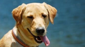 Did You Know: Dogs Can Read Humans Emotions By Reading Our Faces