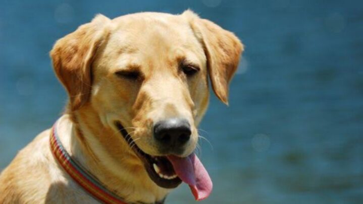 Did You Know: Dogs Can Read Humans Emotions By Reading Our Faces