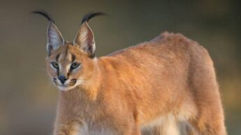 Do Caracals Belong To Lynx Family? Know Here