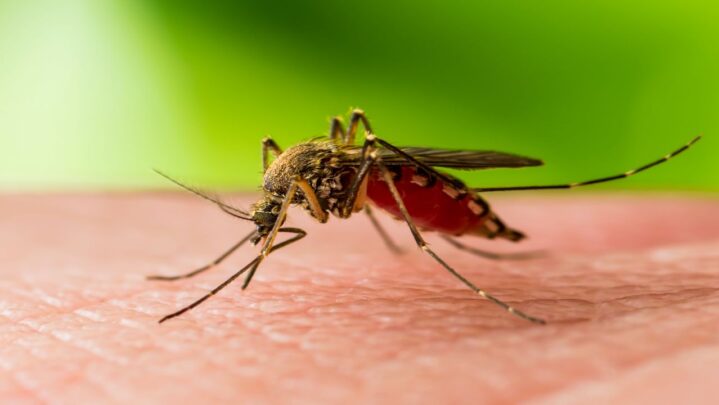 Do Mosquitoes Carry AIDS: Know More Here