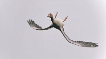 Flying Straight? Nah! Here Is A Goose Showing You How To Fly Upside Down: See Here