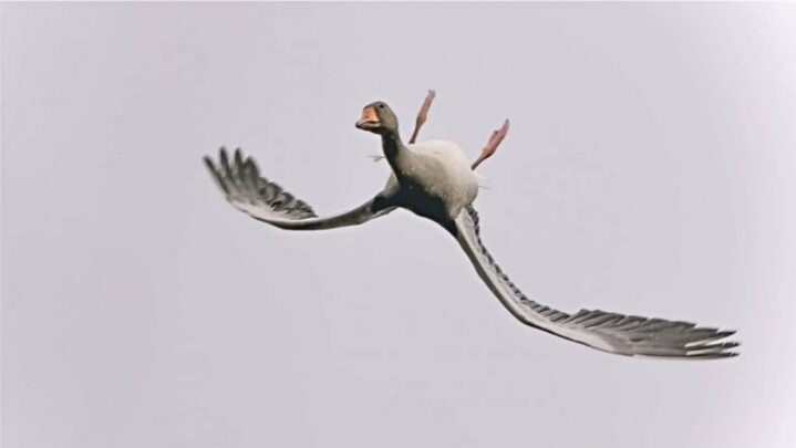 Flying Straight? Nah! Here Is A Goose Showing You How To Fly Upside Down: See Here
