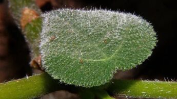 Gympie-Gympie: A Plant That Can Sting And Inflict Pain For Months: Know More