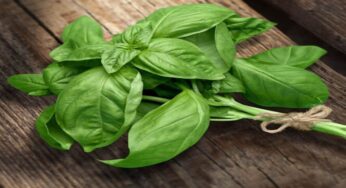 Health Benefits, Nutrition & Uses Of Basil