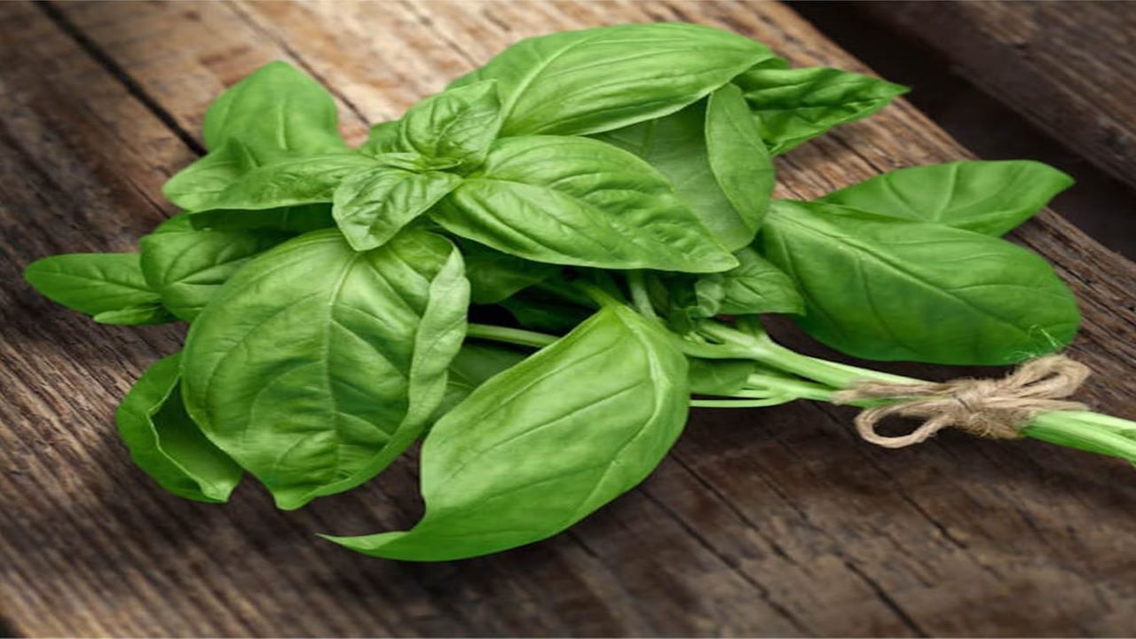 Health Benefits, Nutrition & Uses Of Basil SuccessYeti