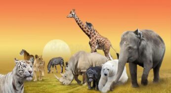 Lessons Of Life From The Animals In Wild