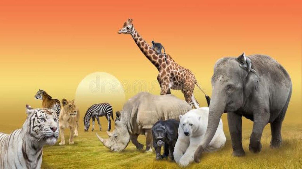 Lessons Of Life From The Animals In Wild