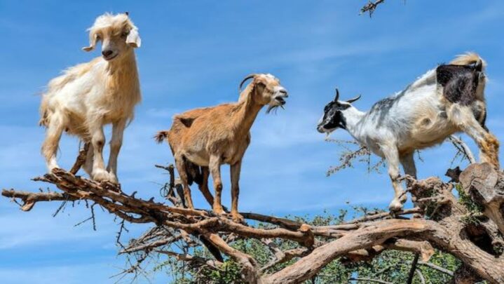 Have You Ever Heard Of Tree Climbing Goats In Morocco?