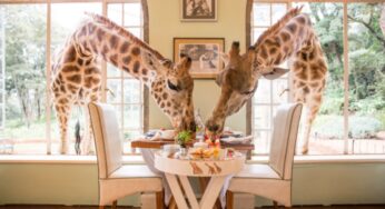 Need A Night With Giraffes: Have A Look At What Nairobi Has To Offer