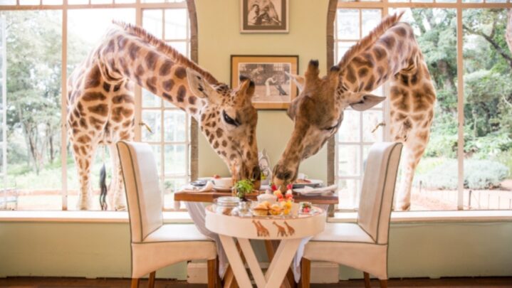 Need A Night With Giraffes: Have A Look At What Nairobi Has To Offer