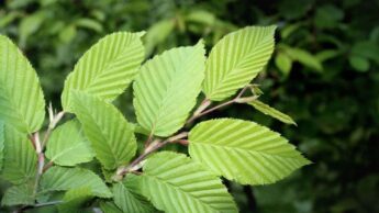 Ways To Use Slippery Elm For Constipation
