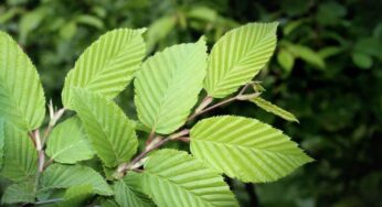 Ways To Use Slippery Elm For Constipation
