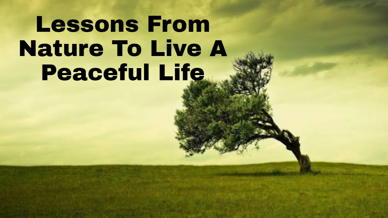 5 Lessons From Nature To Live A Peaceful Life