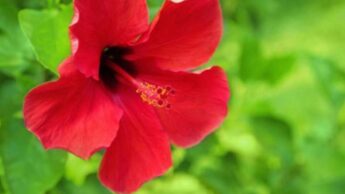 Why Is Hibiscus Best For Hair? Know Here