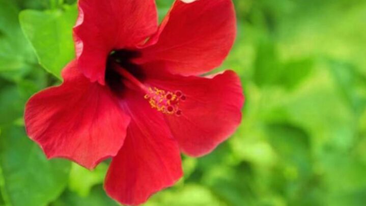 Why Is Hibiscus Best For Hair? Know Here
