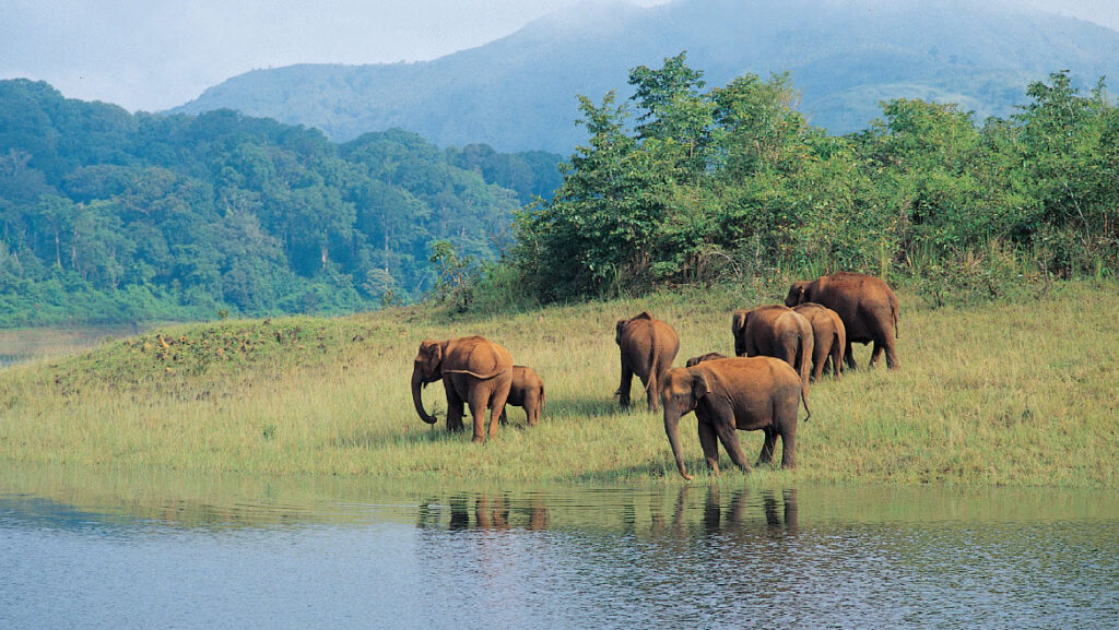 Embrace The Wilderness Within You With Wildlife Sanctuaries Of Kerala 1